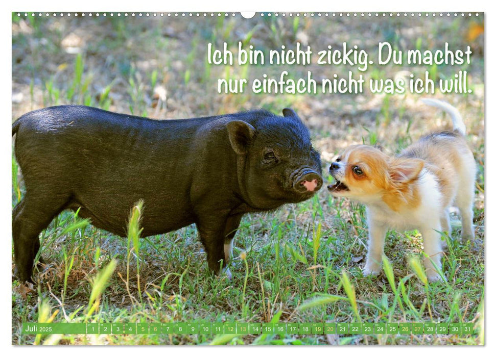 Chihuahua: Kleine Hunde, aber oho (CALVENDO Premium Wandkalender 2025)