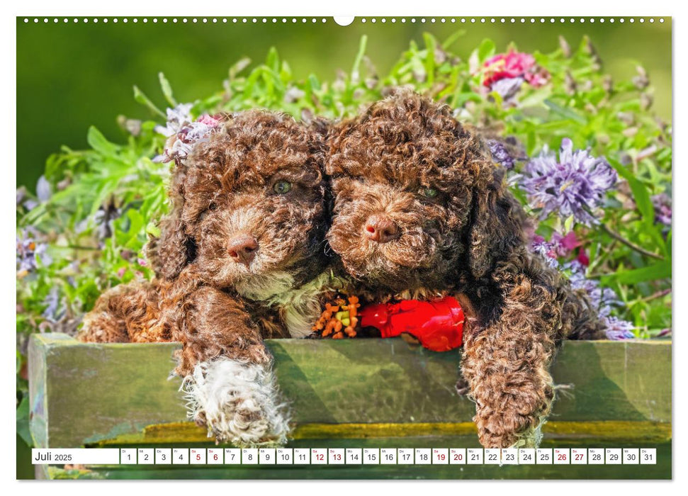 Lagotto Romagnolo Welpen - Sieben kleine Weltentdecker auf großer Fahrt (CALVENDO Premium Wandkalender 2025)