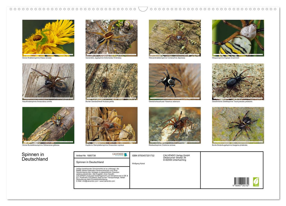 Spinnen in Deutschland (CALVENDO Wandkalender 2025)