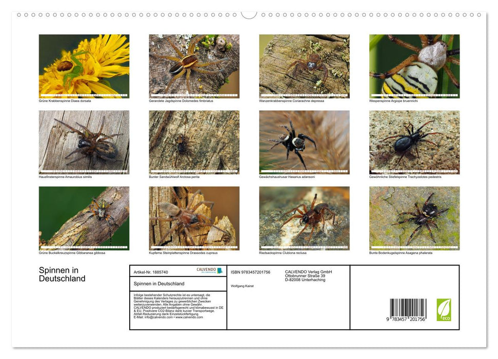 Spinnen in Deutschland (CALVENDO Premium Wandkalender 2025)