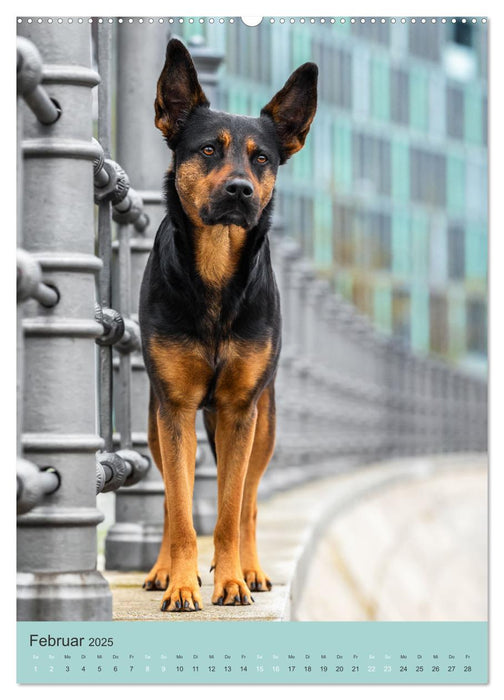 Hundeportraits - Monatskalender (CALVENDO Wandkalender 2025)