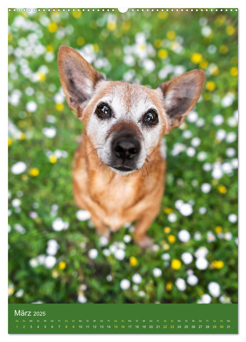 Hundeportraits - Monatskalender (CALVENDO Wandkalender 2025)