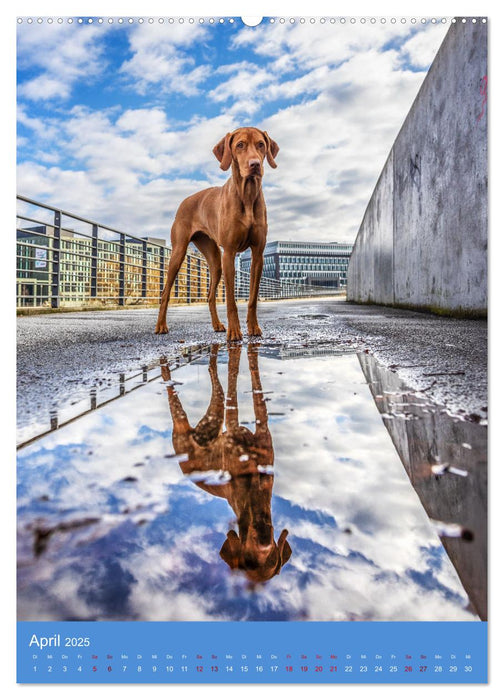 Hundeportraits - Monatskalender (CALVENDO Wandkalender 2025)