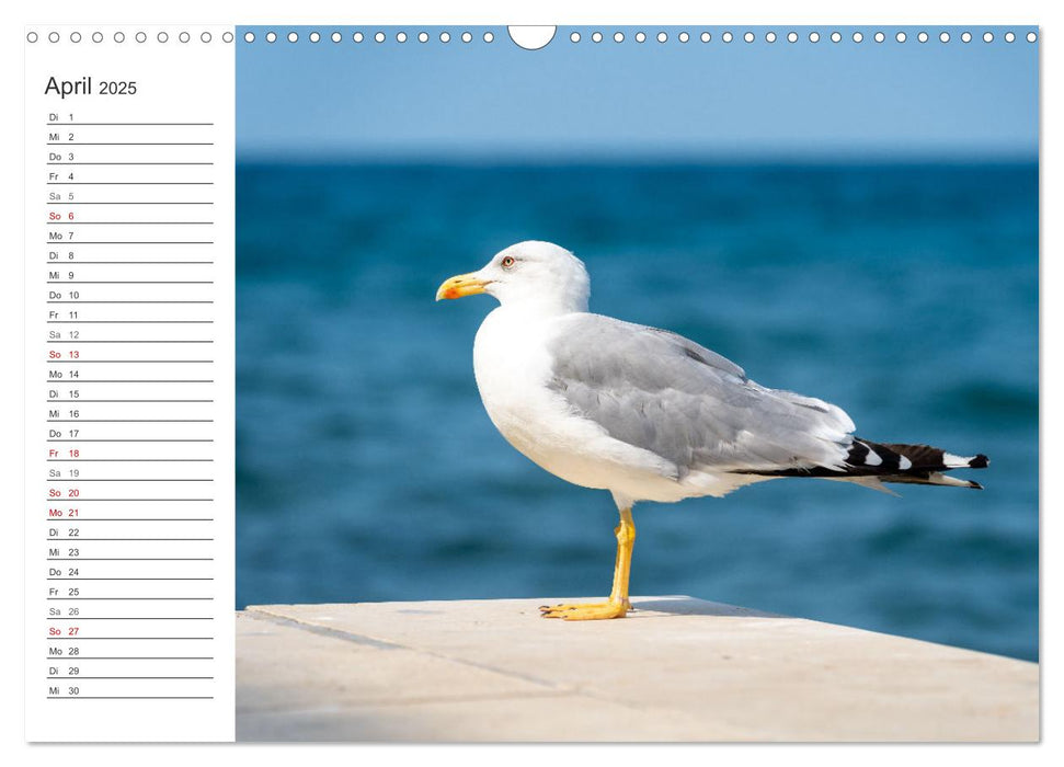 Koper - Slowenien Kalender (CALVENDO Wandkalender 2025)