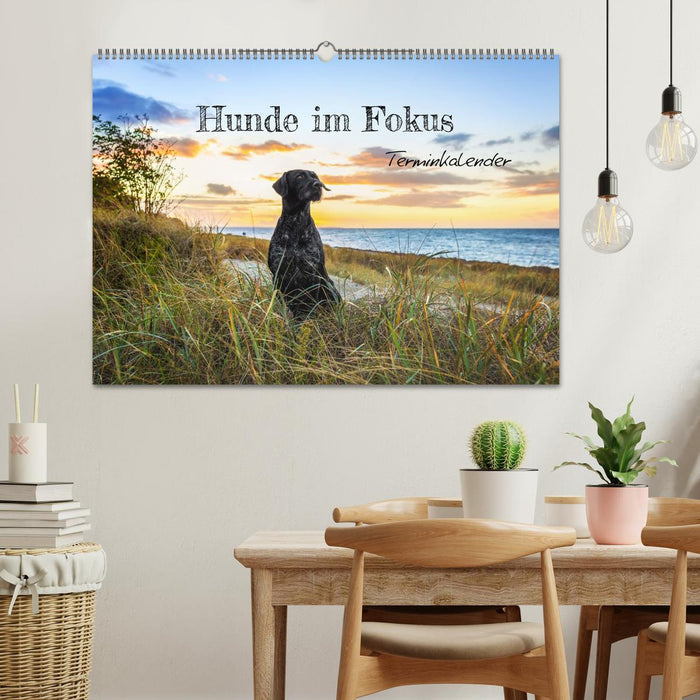 Hunde im Fokus (CALVENDO Wandkalender 2025)