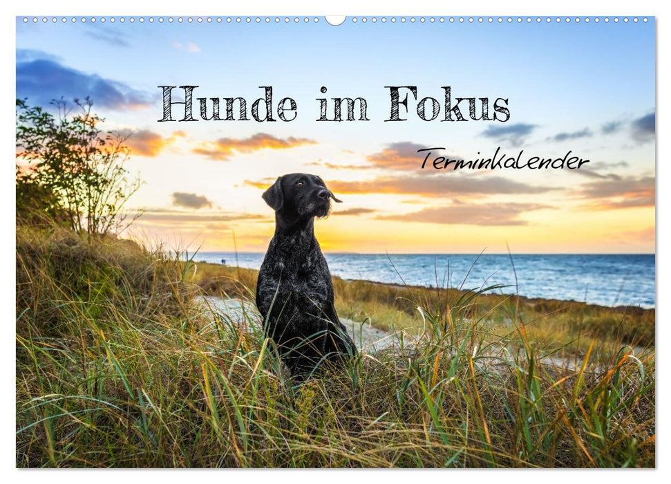 Hunde im Fokus (CALVENDO Wandkalender 2025)