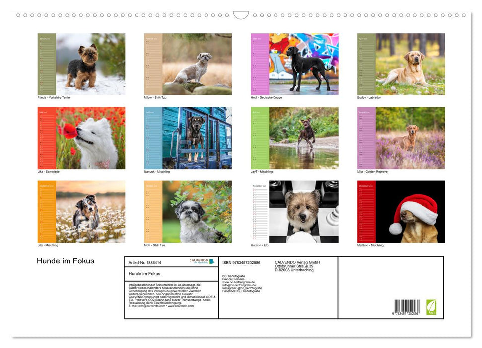 Hunde im Fokus (CALVENDO Wandkalender 2025)