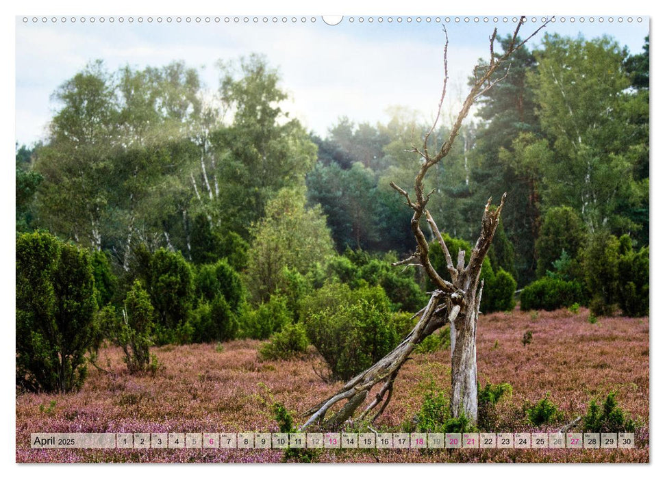 Lüneburger Südheide (CALVENDO Wandkalender 2025)