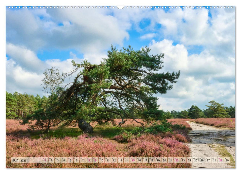 Lüneburger Südheide (CALVENDO Wandkalender 2025)