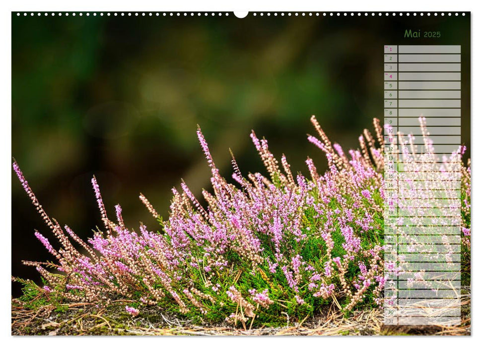 Heidespaziergang (CALVENDO Premium Wandkalender 2025)