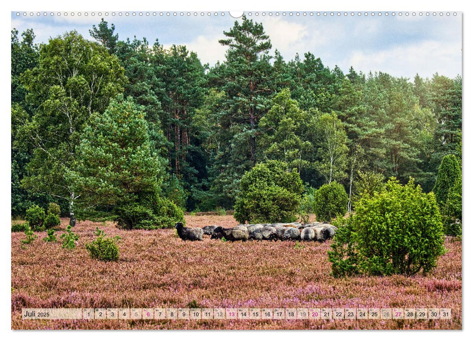 Lüneburger Südheide (CALVENDO Premium Wandkalender 2025)