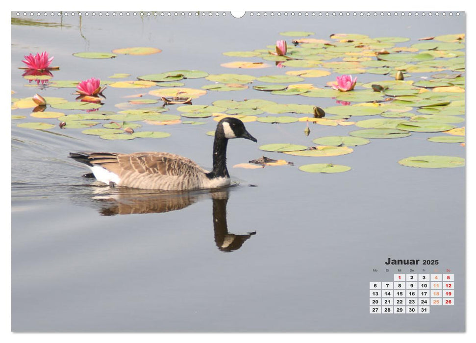 Kanadas charmante Kleintiere - Bezaubernde Einblicke in die Natur (CALVENDO Wandkalender 2025)