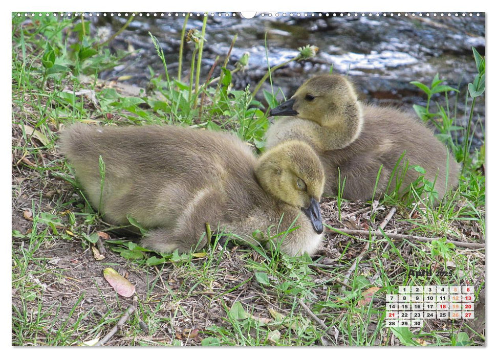 Kanadas charmante Kleintiere - Bezaubernde Einblicke in die Natur (CALVENDO Wandkalender 2025)