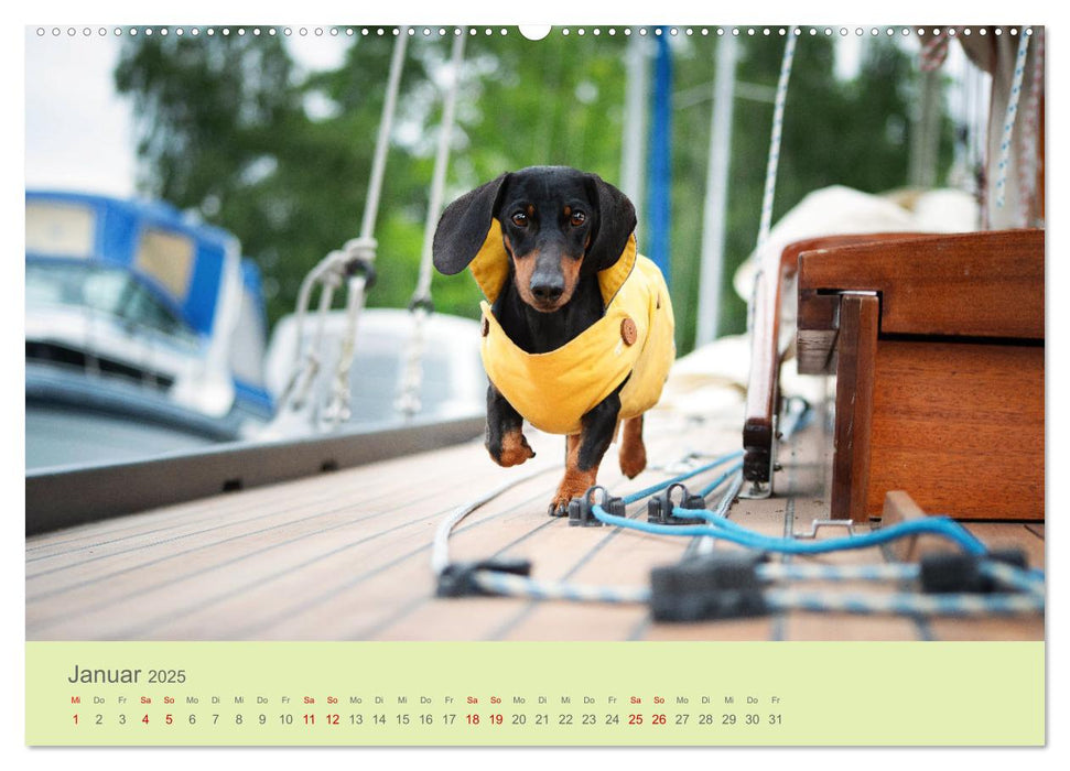 Dackel unterwegs (CALVENDO Premium Wandkalender 2025)