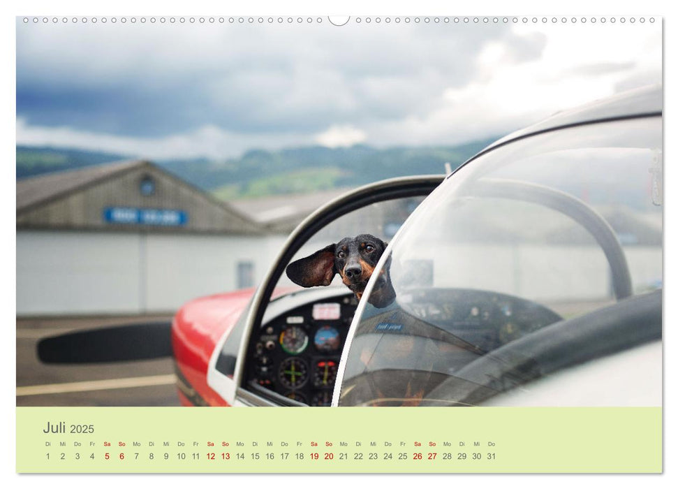 Dackel unterwegs (CALVENDO Premium Wandkalender 2025)