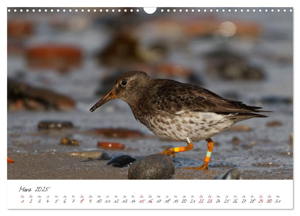 Vogelwelt Helgoland - von Ostfriesenfotografie (CALVENDO Wandkalender 2025)