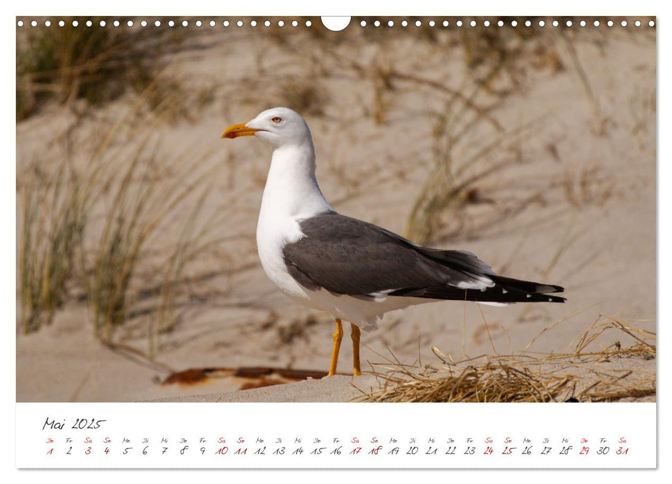 Vogelwelt Helgoland - von Ostfriesenfotografie (CALVENDO Wandkalender 2025)