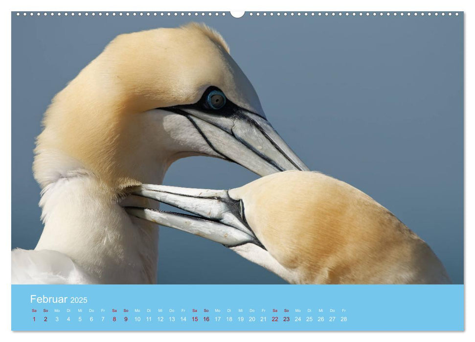 Basstölpel auf Helgoland - von Ostfriesenfotografie (CALVENDO Premium Wandkalender 2025)