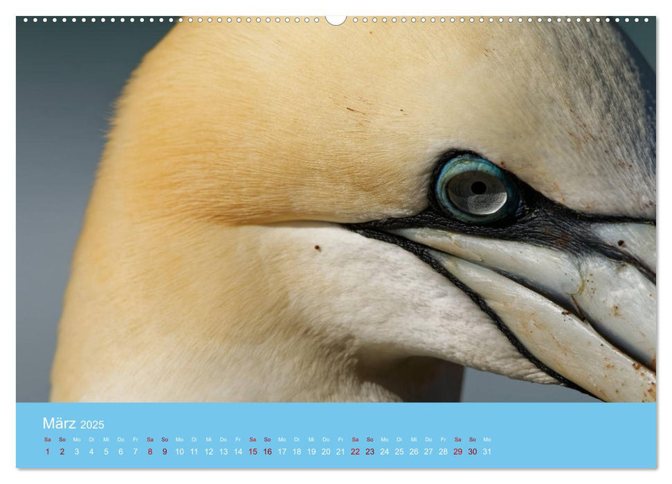 Basstölpel auf Helgoland - von Ostfriesenfotografie (CALVENDO Premium Wandkalender 2025)