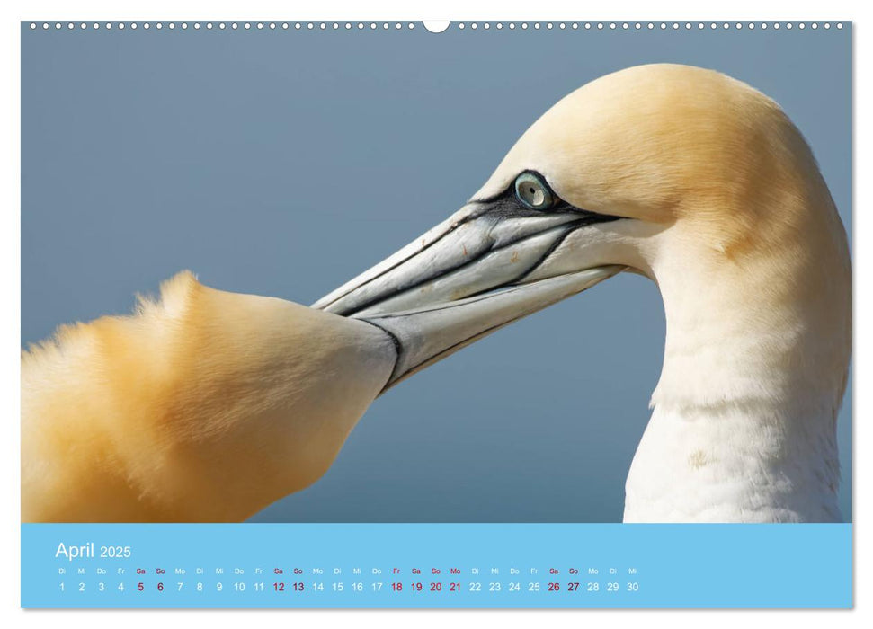 Basstölpel auf Helgoland - von Ostfriesenfotografie (CALVENDO Premium Wandkalender 2025)