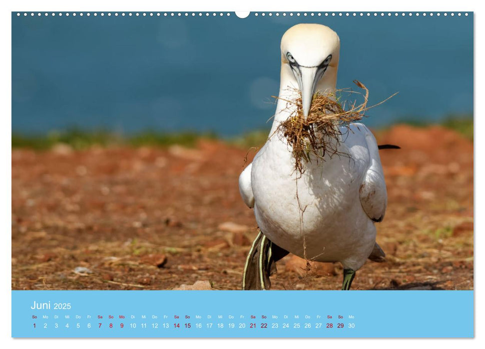 Basstölpel auf Helgoland - von Ostfriesenfotografie (CALVENDO Premium Wandkalender 2025)