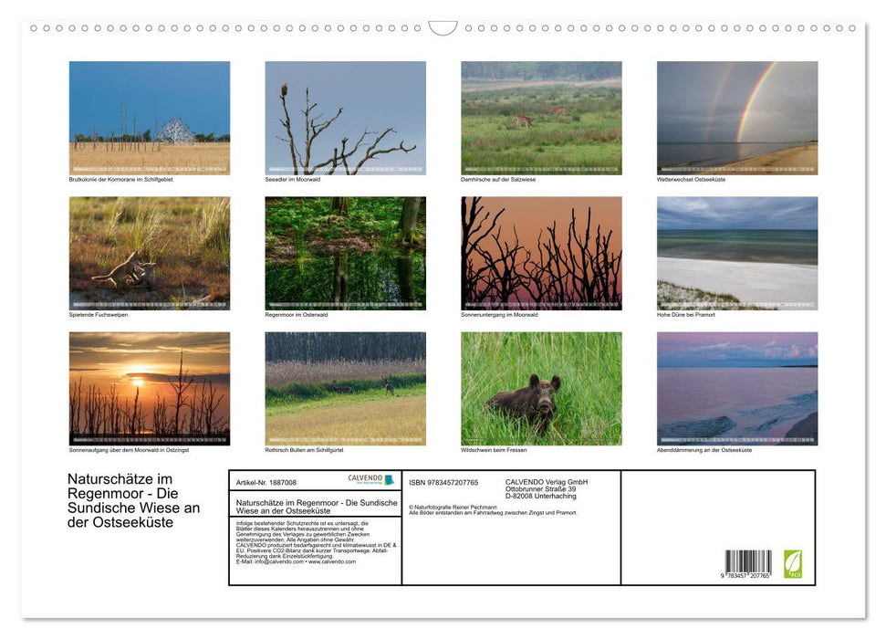 Naturschätze im Regenmoor - Die Sundische Wiese an der Ostseeküste (CALVENDO Wandkalender 2025)