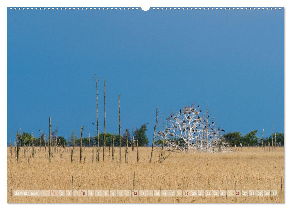 Naturschätze im Regenmoor - Die Sundische Wiese an der Ostseeküste (CALVENDO Wandkalender 2025)