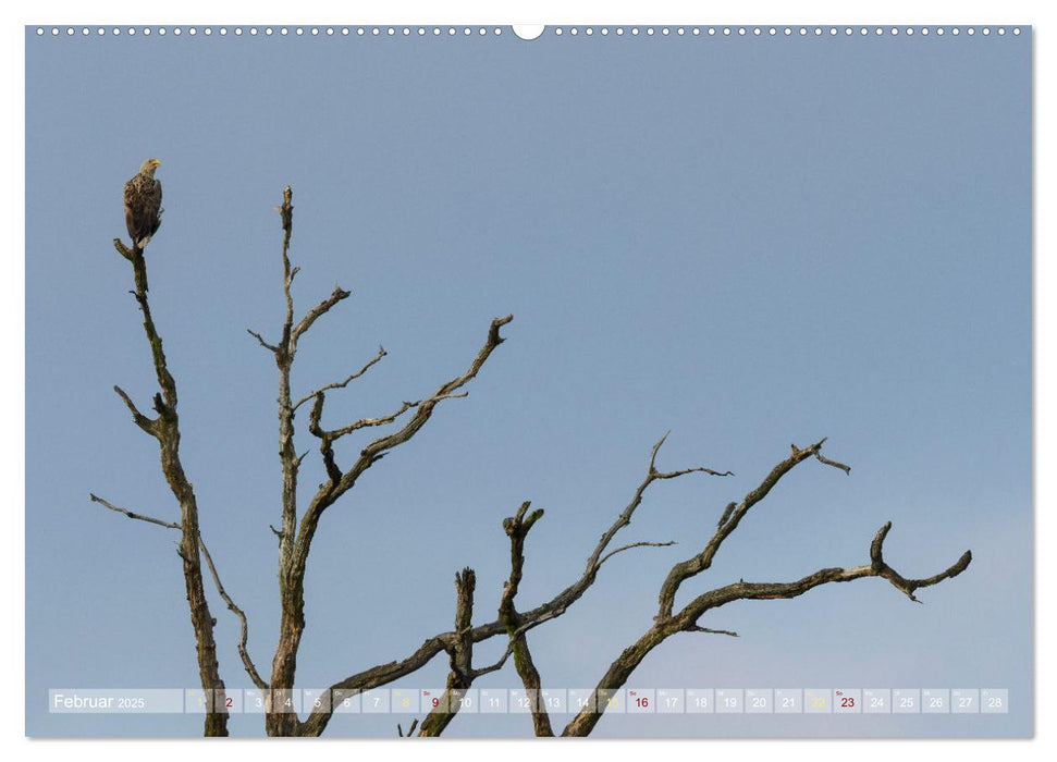 Naturschätze im Regenmoor - Die Sundische Wiese an der Ostseeküste (CALVENDO Wandkalender 2025)