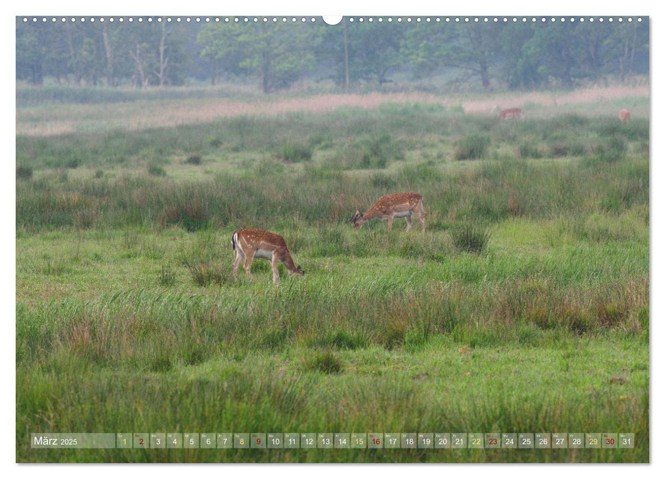 Naturschätze im Regenmoor - Die Sundische Wiese an der Ostseeküste (CALVENDO Wandkalender 2025)