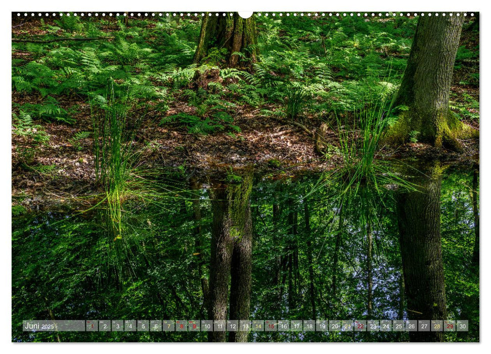 Naturschätze im Regenmoor - Die Sundische Wiese an der Ostseeküste (CALVENDO Wandkalender 2025)