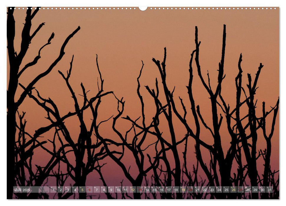 Naturschätze im Regenmoor - Die Sundische Wiese an der Ostseeküste (CALVENDO Premium Wandkalender 2025)