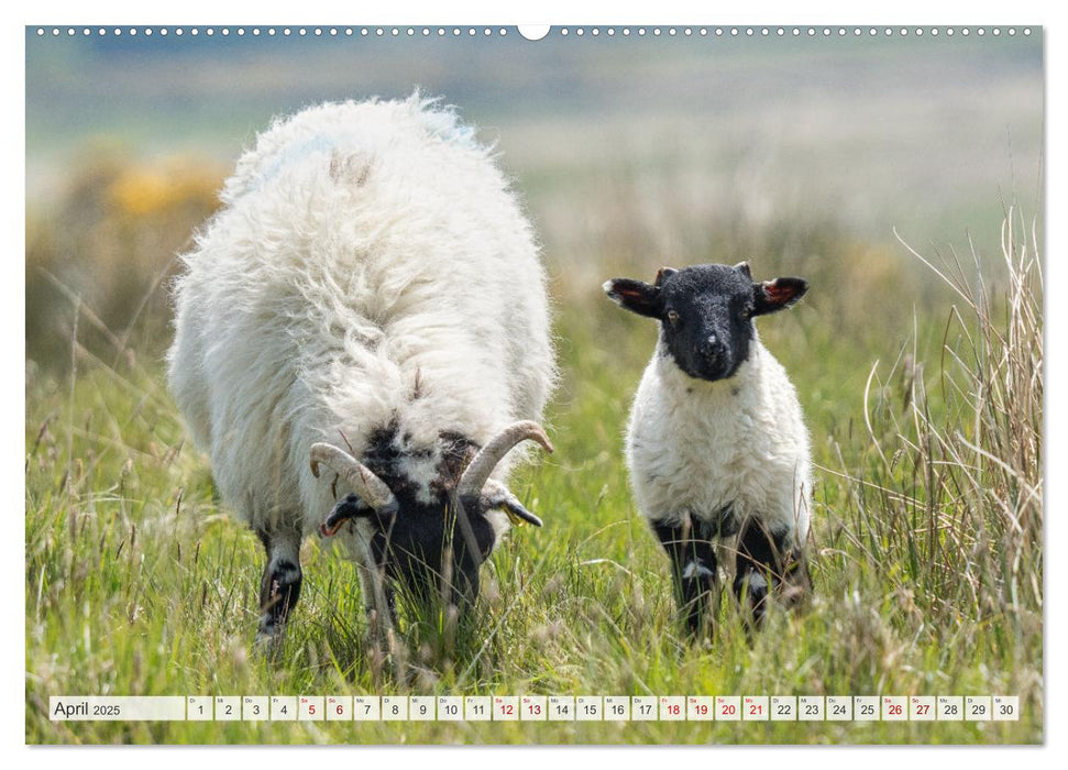 Südengland... zu Fuß (CALVENDO Premium Wandkalender 2025)