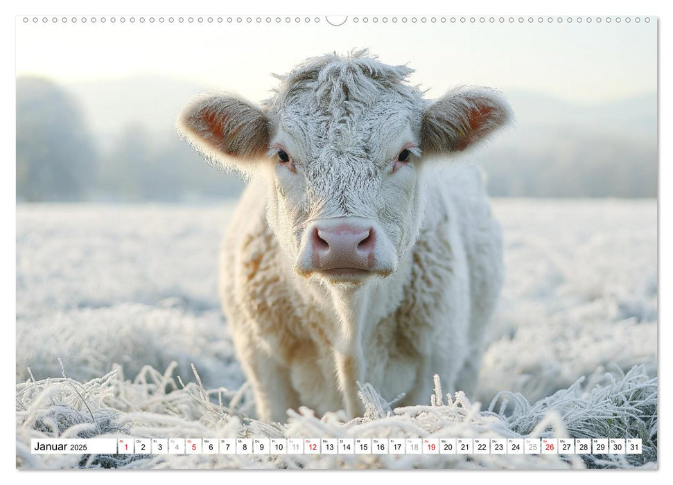 KÜHE AUF DER ALM – Der Kalender aus Bayern (CALVENDO Wandkalender 2025)