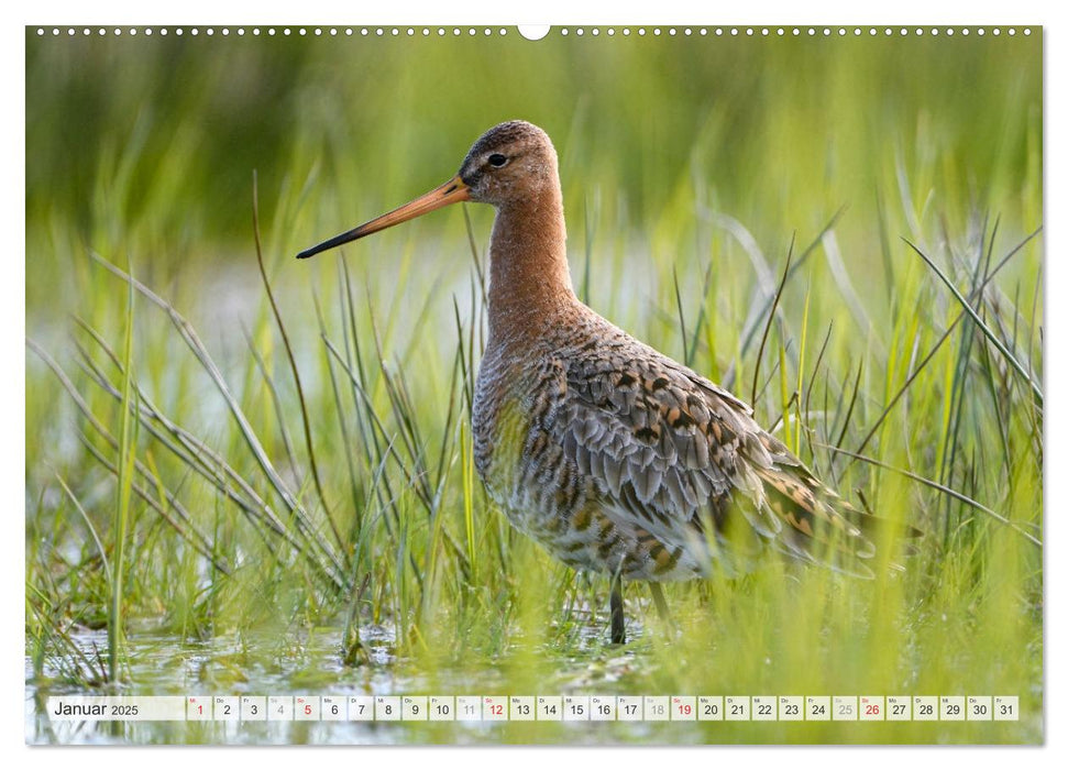 Uferschnepfen - Die eleganten Vögel mit dem langen Schnabel (CALVENDO Premium Wandkalender 2025)