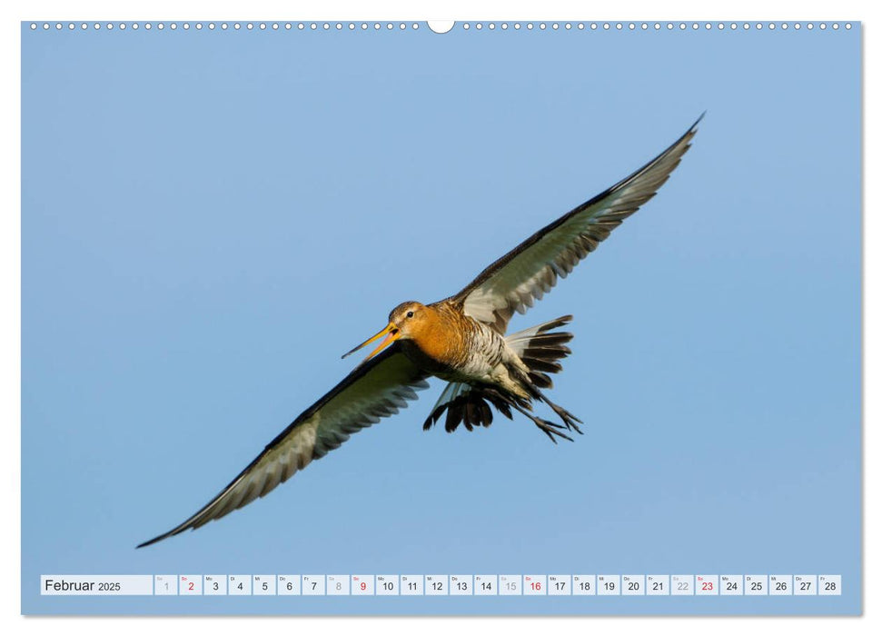 Uferschnepfen - Die eleganten Vögel mit dem langen Schnabel (CALVENDO Premium Wandkalender 2025)