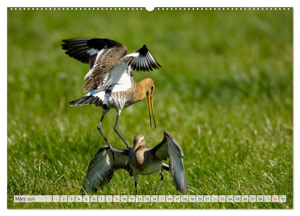 Uferschnepfen - Die eleganten Vögel mit dem langen Schnabel (CALVENDO Premium Wandkalender 2025)