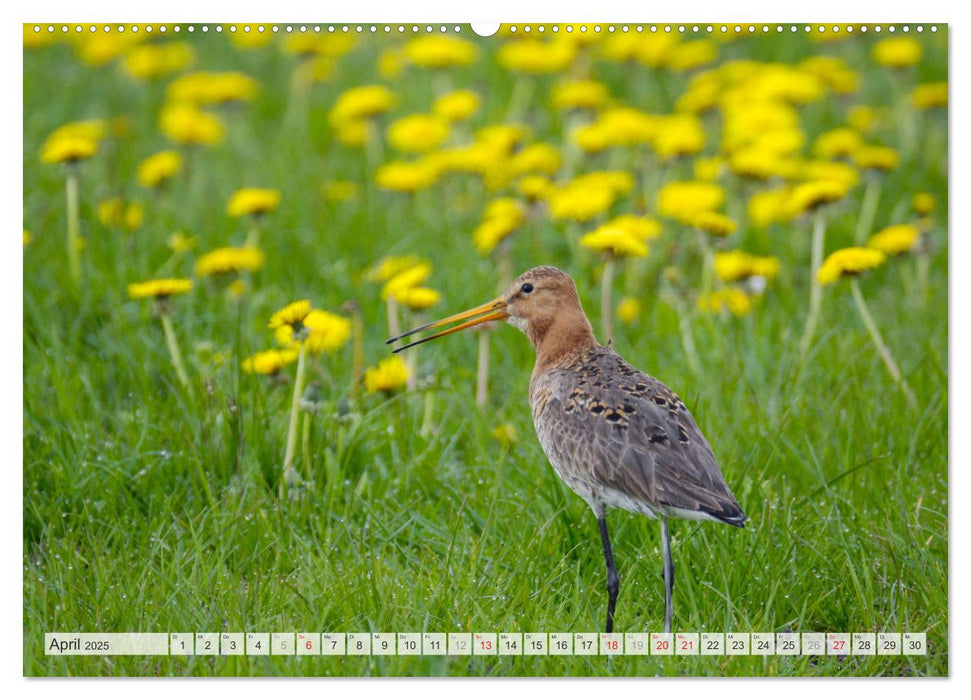 Uferschnepfen - Die eleganten Vögel mit dem langen Schnabel (CALVENDO Premium Wandkalender 2025)