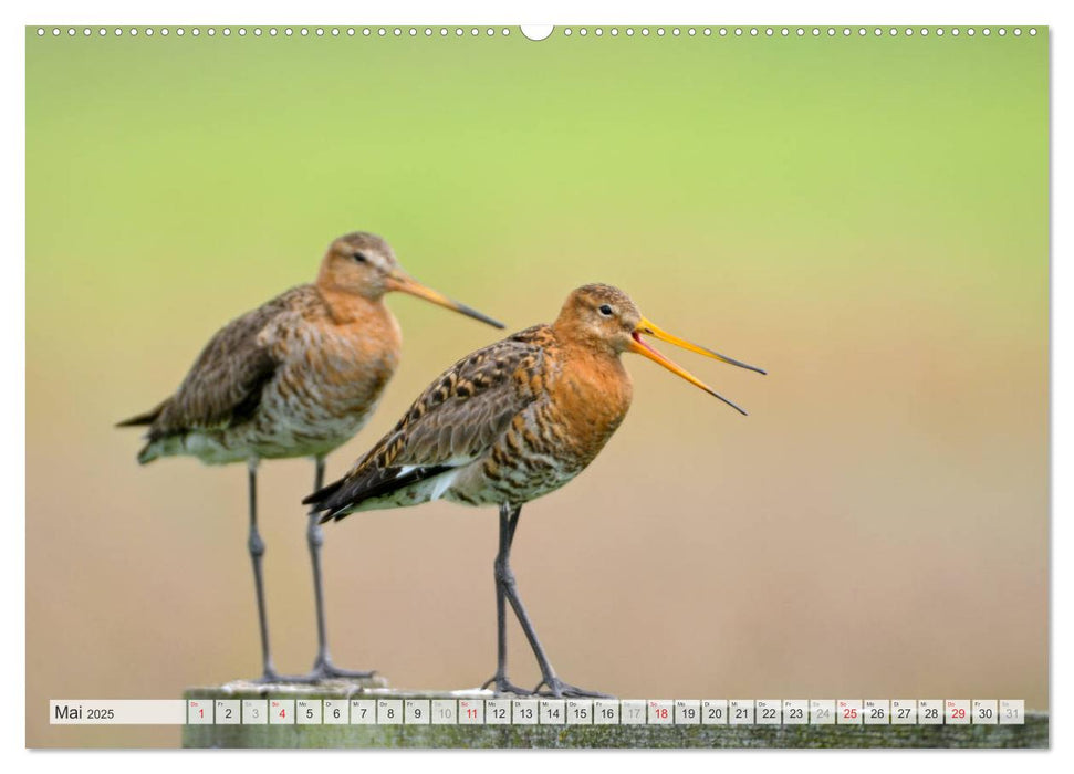 Uferschnepfen - Die eleganten Vögel mit dem langen Schnabel (CALVENDO Premium Wandkalender 2025)