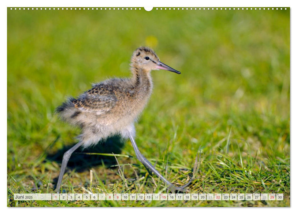 Uferschnepfen - Die eleganten Vögel mit dem langen Schnabel (CALVENDO Premium Wandkalender 2025)