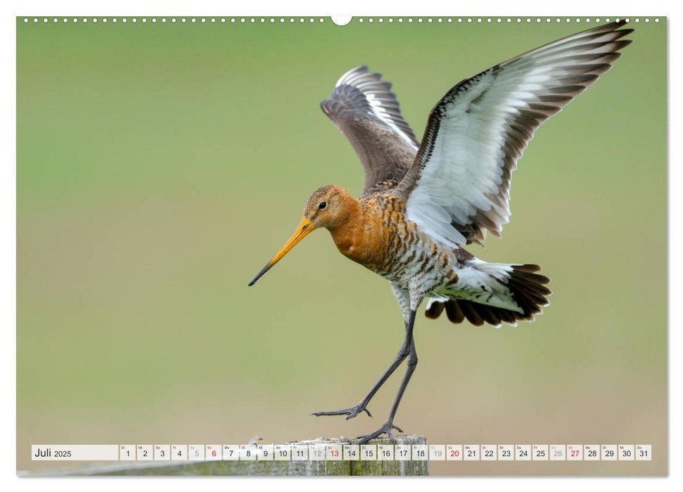 Uferschnepfen - Die eleganten Vögel mit dem langen Schnabel (CALVENDO Premium Wandkalender 2025)