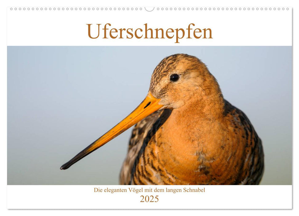 Uferschnepfen - Die eleganten Vögel mit dem langen Schnabel (CALVENDO Wandkalender 2025)