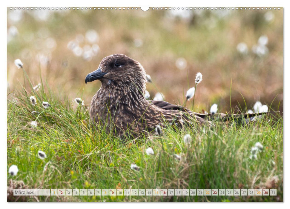 Insel Runde - Das Naturparadies im Nordatlantik (CALVENDO Wandkalender 2025)