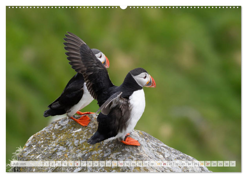 Insel Runde - Das Naturparadies im Nordatlantik (CALVENDO Premium Wandkalender 2025)