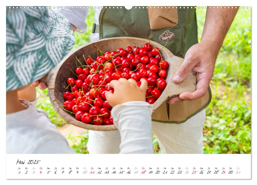 Kirschen aus dem Garten – Erntekalender (CALVENDO Wandkalender 2025)