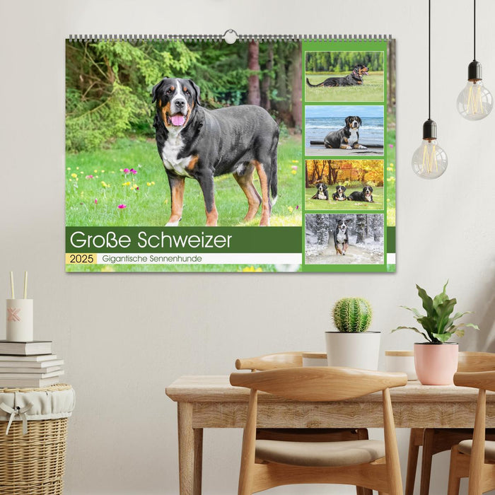 Große Schweizer - Gigantische Sennenhunde (CALVENDO Wandkalender 2025)