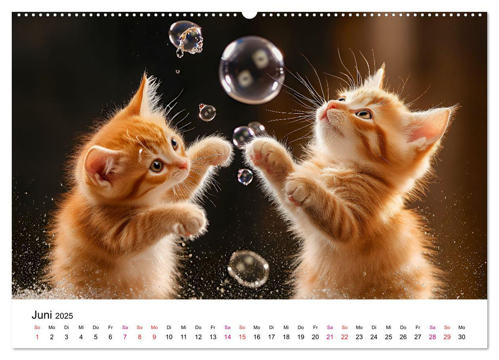 Katzenzauber - Samtpfoten im Jahreslauf (CALVENDO Wandkalender 2025)