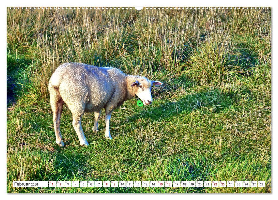 Am Elbdeich - Von Schiffen und Schafen (CALVENDO Wandkalender 2025)