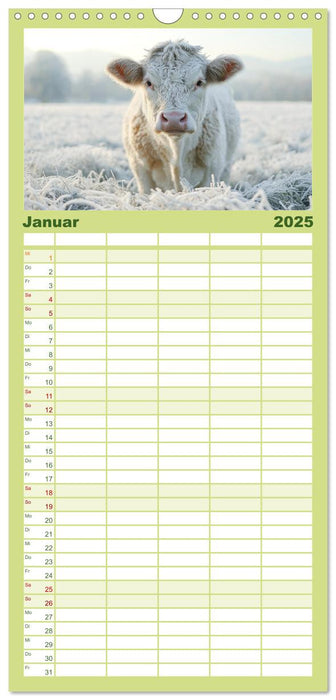 KÜHE AUF DER ALM – Der Kalender aus Bayern (CALVENDO Familienplaner 2025)