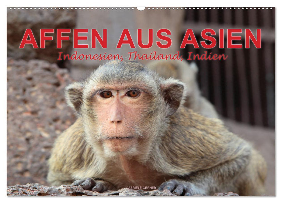 AFFEN AUS ASIEN Indonesien, Thailand, Indien (CALVENDO Wandkalender 2025)