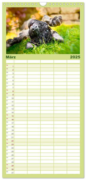 Pfotenblitzers Goldige Welpen (CALVENDO Familienplaner 2025)